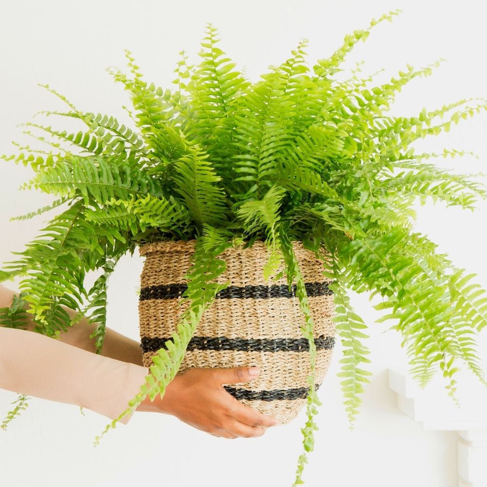 12" Small Stripes Seagrass Tumbler Planter Shelf Basket