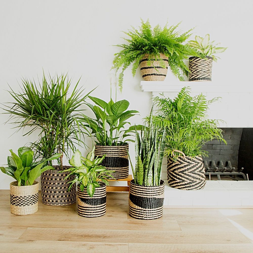 12" Small Geometric Seagrass Planter Shelf Basket